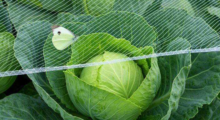 防虫ネット (1)