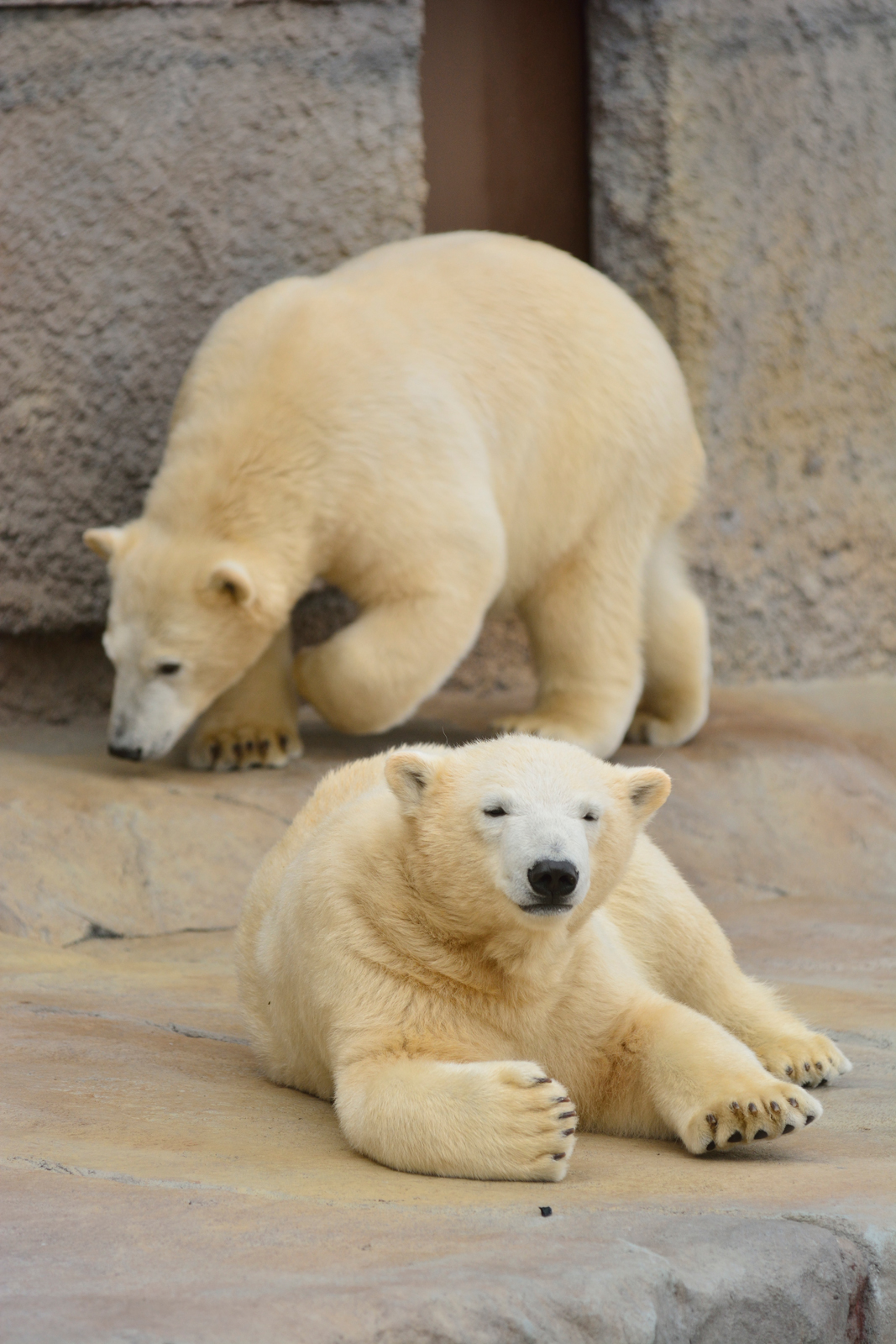 円山動物園4